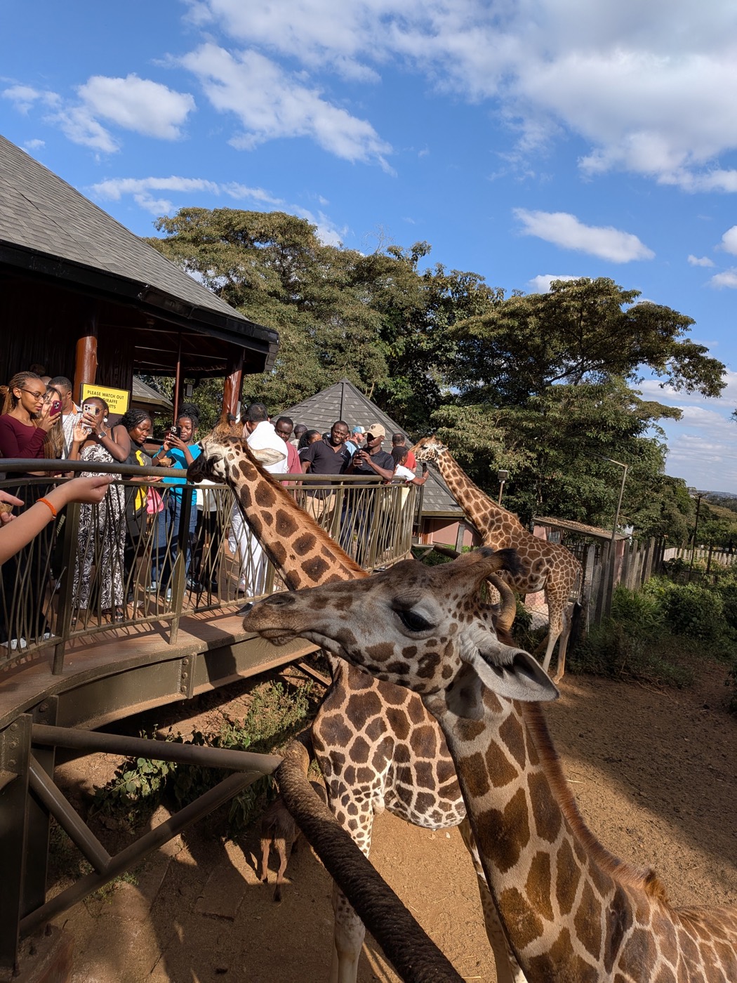 Travelers feeding giraffes at the Giraffe Centre in Nairobi
